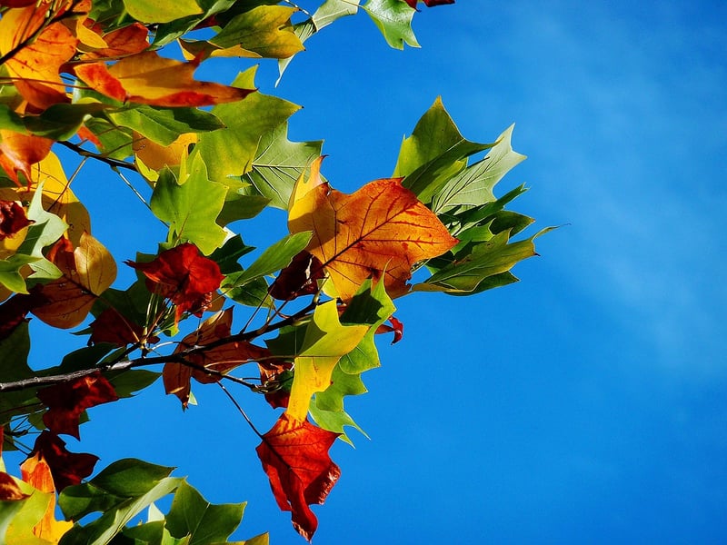 Autumn Stew